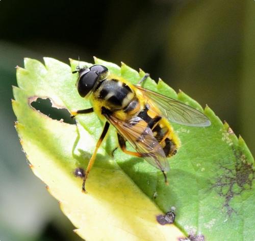 Réf. 196 268 : Myathropa florea